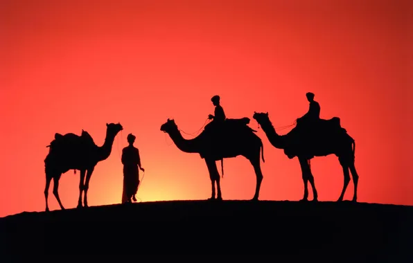 Картинка небо, закат, пустыня, горизонт, силуэт, зарево, верблюды, бедуины