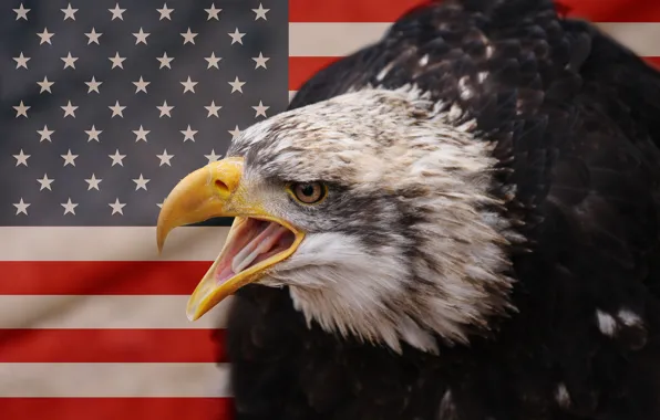Bird, eagle, american eagle