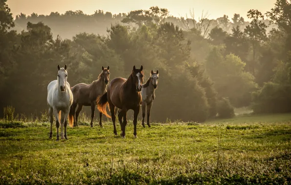 Картинка поле, природа, кони