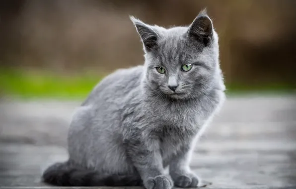Дорога, кошка, взгляд, котенок, серый, фон, котёнок, сидит
