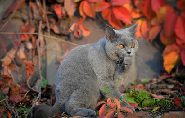 Осень, кошка, кот, взгляд, листья, свет, природа, поза