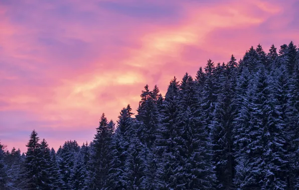 Картинка зима, лес, небо, облака, снег, деревья, закат, природа