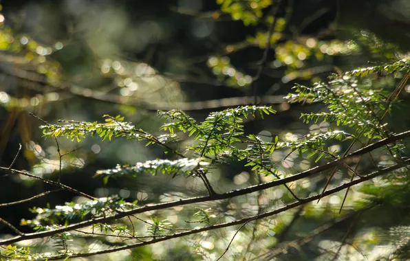 Green, leafs, twig