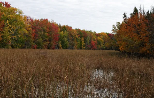 Картинка colors, Осень, Лес, Болото, trees, Autumn, fall, Forest