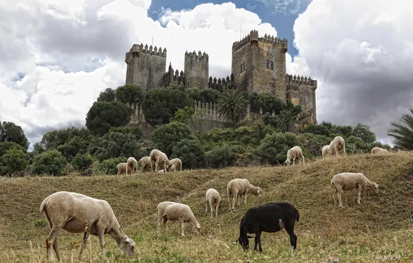 Овцы, Испания, Spain, Андалусия, Andalusia, Кордова, Córdoba, Almodovar Castle