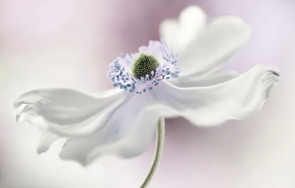 Белый, цветок, анемона