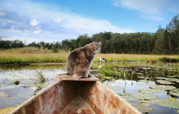 Картинка кошка, взгляд, природа, лодка