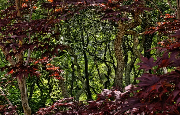 Картинка лес, листья, деревья