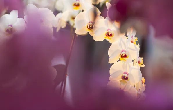 Картинка цветы, фокус, ветка, орхидея, фалинопсис