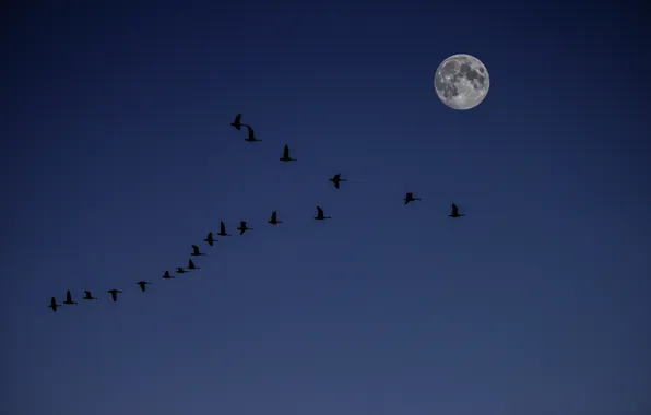 Картинка небо, луна, утки
