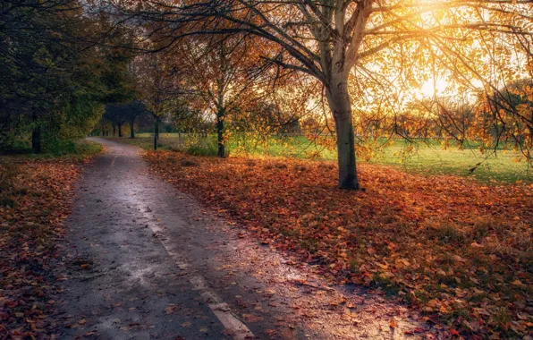 Дорога, осень, деревья