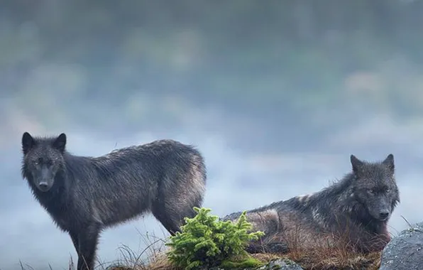 Картинка nature, predator, animal, wolf, wildlife, Canis lupus, portrait., k wolves