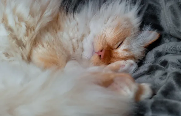 Кошка, кот, поза, сон, покрывало, рыжий, спит, хвост