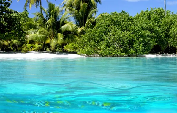 Картинка вода, природа, пальмы, океан, берег