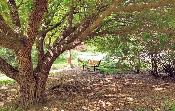 Bench seat, park bench, Fred Fletcher Park, Jim Perry