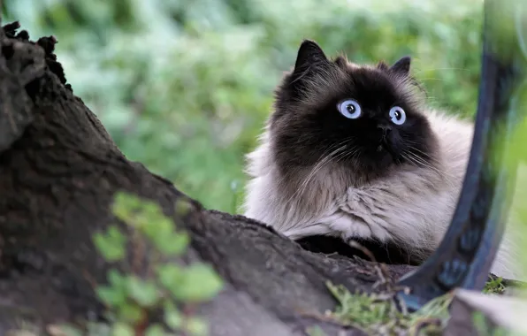 Кошка, глаза, кот, взгляд, природа, дерево, портрет, голубые