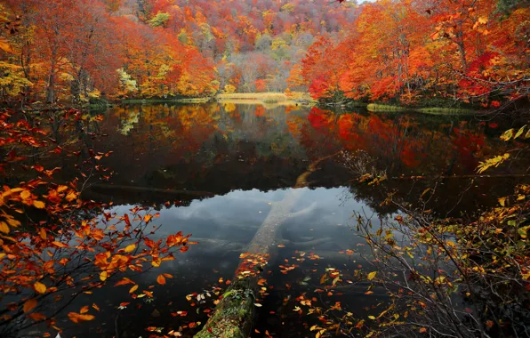 Картинка осень, лес, листья, вода, деревья, озеро, склон, багрянец