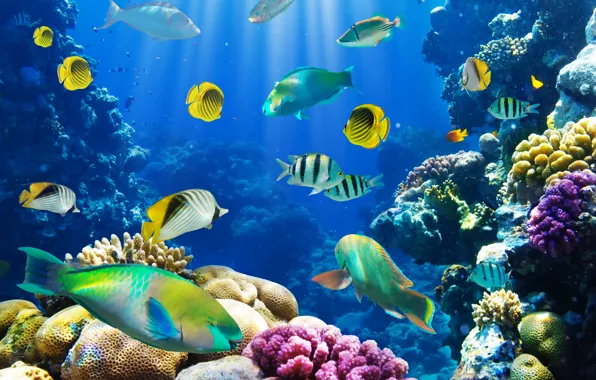 Рыбки, подводный мир, underwater, ocean, fishes, tropical, reef, coral