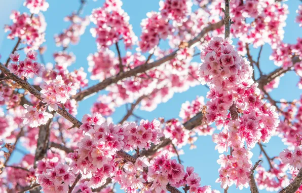 Ветки, весна, сакура, цветение, pink, blossom, sakura, cherry