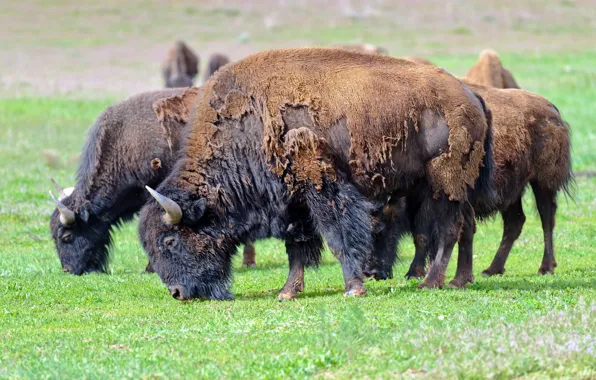 Лето, природа, American bison
