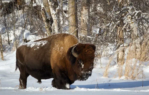 Картинка зима, природа, Bison