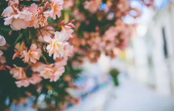 Цветы, лепестки, кусты