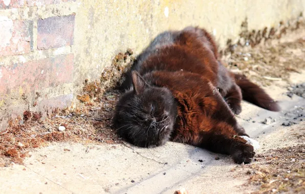 Спит, лежит на боку, черная кошка, кирпичная кладка