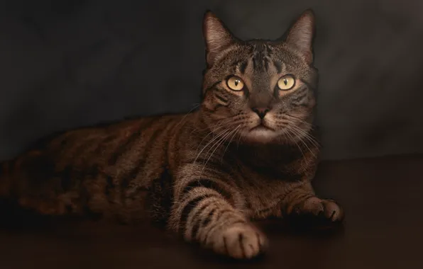 Кошка, кот, взгляд, морда, поза, темный фон, серый, обработка