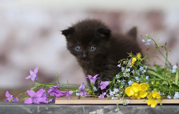 Кошка, цветы, котенок, черный, букет, малыш, колокольчики, полевые
