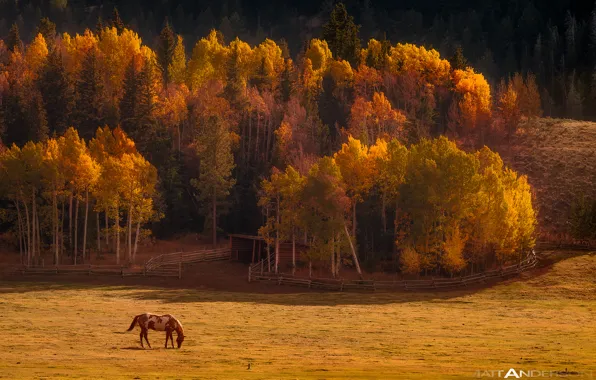 Картинка осень, лес, природа, лошадь, долина