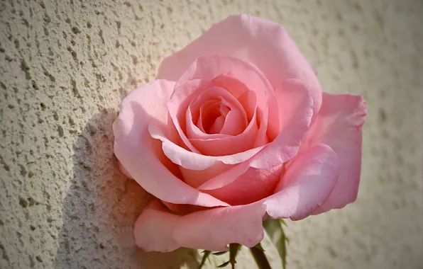 Rose, Розовая роза, Pink rose