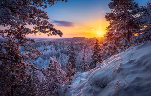 Зима, лес, солнце, снег