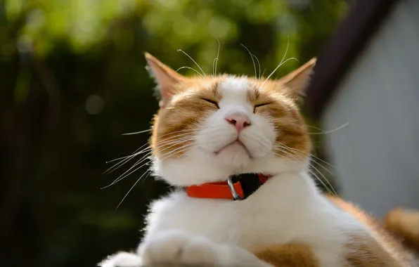 Картинка кот, солнце, отдых, спит, ошейник, котэ, лежа