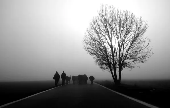 Road, animals, Italy, tree, fog, man, men, black and white