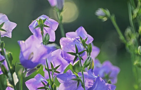 Поле, трава, листья, цветы, луг