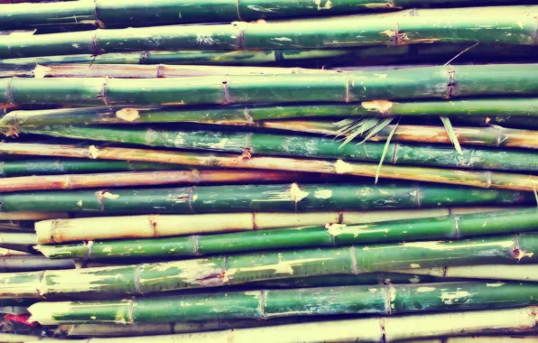 Green, texture, smooth, bamboo
