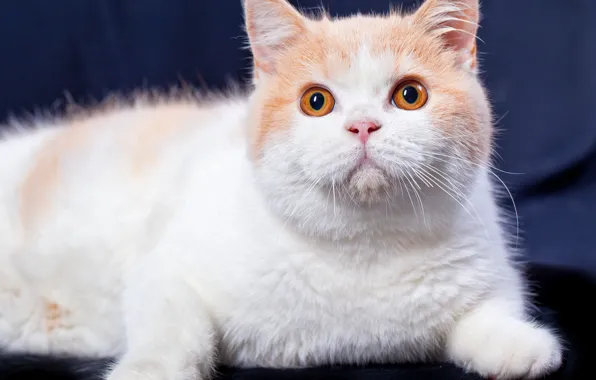 Кошка, кот, взгляд, морда, синий, фон, портрет, лапы