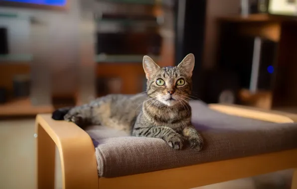 Кошка, кот, взгляд, серый, фон, комната, мебель, лежит