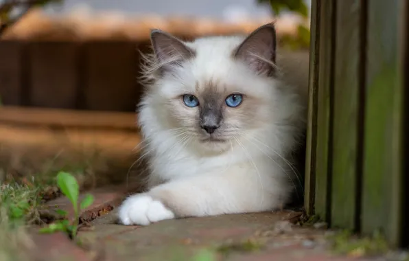 Кошка, кот, взгляд, природа, котенок, доски, забор, лежит