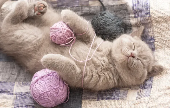 Кошка, клубок, поза, котенок, отдых, сон, спит, постель