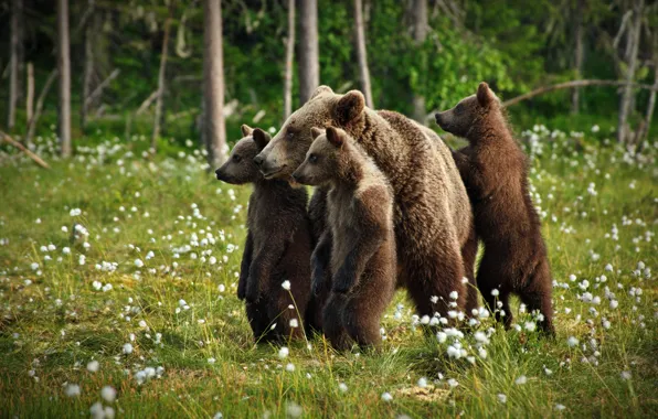 Лес, поляна, медведи, медвежата, стойка, медведица
