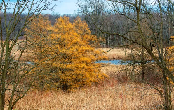 Картинка осень, лес, небо, трава, деревья, тучи, река