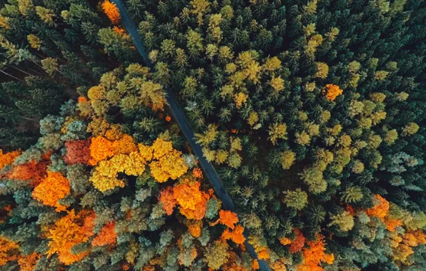 Картинка дорога, осень, лес, деревья, природа, вид сверху