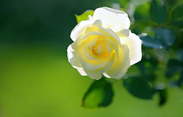 Картинка белый, свет, фон, розы, бутоны, розочка