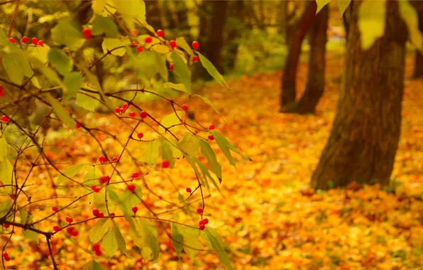 Картинка Осень, Fall, Листва, Autumn, Colors, Leaves
