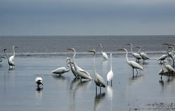 Картинка birds, Sunrise, Florida, National Park, Everglades, Egrets
