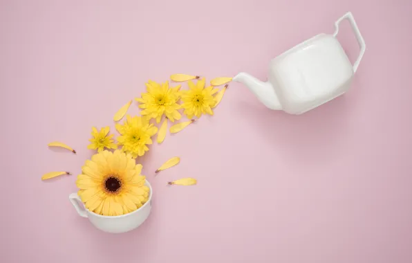 Цветы, фон, розовый, желтые, лепестки, Head, декор, гербера
