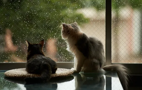 Кошки, дом, дождь, окно