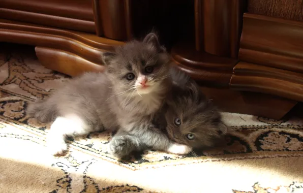 Кошки, котята, играют