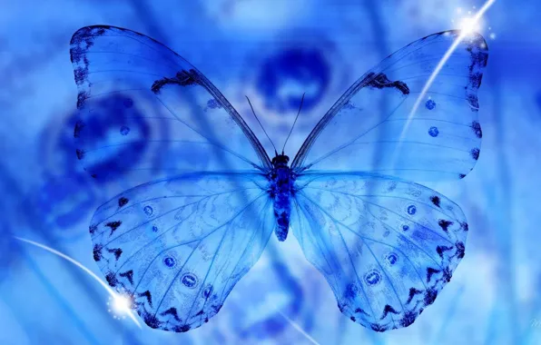 Картинка прозрачность, макро, бабочка, крылья, синее, macro